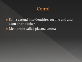  Soma extend into dendrites on one end and
axon on the other
 Membrane called plasmalemma
 