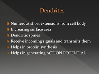  Numerous short extensions from cell body
 Increasing surface area
 Dendritic spines
 Receive incoming signals and transmits them
 Helps in protein synthesis
 Helps in generating ACTION POTENTIAL
 
