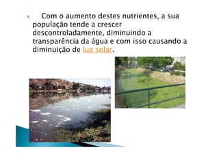       Com o aumento destes nutrientes, a sua
    populaÅÇo tende a crescer
    descontroladamente, diminuindo a
    transparància da Égua e com isso causando a
    diminuiÅÇo de luz solar.
 