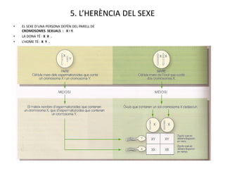5. L’HERÈNCIA DEL SEXE
•   EL SEXE D’UNA PERSONA DEPÈN DEL PARELL DE
    CROMOSOMES SEXUALS : X I Y.
•   LA DONA TÉ : X X .
•   L’HOME TÉ: X Y .
 
