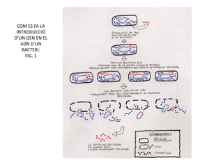 COM ES FA LA
 INTRODUCCIÓ
D’UN GEN EN EL
   ADN D’UN
   BACTERI:
     FIG. 1
 
