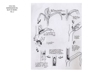 CICLE DEL
BARRINADOR DEL
 BLAT DE MORO:
      FIG. 2
 