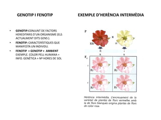 GENOTIP I FENOTIP                  EXEMPLE D’HERÈNCIA INTERMÈDIA


•   GENOTIP:CONJUNT DE FACTORS
    HEREDITARIS D’UN ORGANISME (ELS
    ACTUALMENT DITS GENS ).
•   FENOTIP: CARACTERÍSTIQUES QUE
    MANIFESTA UN INDIVIDU.
•   FENOTIP = GENOTIP + AMBIENT
    EXEMPLE. COLOR PELL HUMANA =
    INFO. GENÈTICA + Nº HORES DE SOL
 