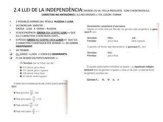 2.4 LLEI DE LA INDEPENDÈNCIA: MENDEL ES VA FER LA PREGUNTA: COM S’HERETAVEN ELS
                        CARÀCTERS NO ANTAGÒNICS ( ELS NO OPOSATS ) ? EX. COLOR I FORMA

•    2 POSSIBLES FORMES DEL PÈSOLS: RUGOSA O LLISA.
•    VA ENCREUAR VARIETAT :
     GROGA - LLISA X VERDA – RUGOSA
•    SI DESCENDÈNCIA GROGA ERA SEMPRE LLISA => QUE
     ELS 2 CARÀCTERS S’HERETAVEN JUNTS..
•    SI PÈSOLS GROCS NO SEMPRE EREN LLISOS => QUE ELS
     2 CARÀCTERS S’HERETAVEN PER SEPARAT => DE FORMA
     INDEPENDENT.
•    VA TROBAR:
    F1: GROCS –LLISOS => EREN ELS DOMINANTS.
    F1 VA DEIXAR S’AUTOFECUNDESSIN =>
 