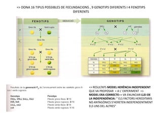 => DONA 16 TIPUS POSSIBLES DE FECUNDACIONS , 9 GENOTIPS DIFERENTS I 4 FENOTIPS
                                  DIFERENTS




                                           => RESULTATS MODEL HERÈNCIA INDEPENDENT
                                           QUE VA PROPOSAR = A L’ EXPERIMENT =>
                                           MODEL ERA CORRECTE=> VA ENUNCIAR LLEI DE
                                           LA INDEPENDÈNCIA: “ ELS FACTORS HEREDITARIS
                                           NO ANTAGÒNICS S’HERETEN INDEPENDENTMENT
                                           ELS UNS DEL ALTRES”
 