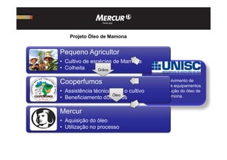 Desenvolvimento de
Pequeno Agricultor
• Cultivo de espécies de Mamona
• Colheita
Cooperfumos
Grãos
Projeto Óleo de Mamona
Desenvolvimento de
tecnologias e equipamentos
para a produção do óleo de
mamona.
Cooperfumos
• Assistência técnica para o cultivo
• Beneficiamento dos grãos
Mercur
• Aquisição do óleo
• Utilização no processo
Óleo
 