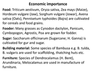 Economic importance
Food: Triticum aestivum, Oryza sativa, Zea mays (Maize),
Hordeum vulgare (Jaw), Sorghum vulgare (Jowar), Avena
sativa (Oats), Pennisetum typhoides (Bajra) are cultivated
for cereals and food grains.
Fooder: Many grasses as Cynodon dactylon, Panicum,
Cymbopogon, Agrostis, Poa are grown for fodder.
Sugar: Saccharum officinarum (Sugarcane; H. Ganna) is
cultivated for gur and sugar.
Building material: Some species of Bambusa e.g. B. tulda,
B. vulgaris are used for scaffolding, thatching huts etc.
Furniture: Species of Dendrocalamus (H. Bent),
Arundinaria, Melocalamus are used in manufacture of
furniture.
 
