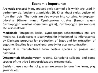 Economic importance
Aromatic grasses: Many grasses yield scented oils which are used in
perfumery viz. Vetiveria zizanioides (H. Khus khus) yields vetiver oil
from the roots. The roots are also woven into curtains. Andropogon
odoratus (Ginger grass), Cymbopogon citratus (Lemon grass),
Cymbopogon martini (Geranium grass), Cymbopogon jawarancusa
etc. also yield oil.
Medicinal: Phragmites karka, Cymbopogon schoenanthus etc. are
medicinal. Secale cereale is cultivated for infection of its inflorescence
by Claviceps purpurea for production of Ergot and for extraction of
ergotine. Ergotine is an excellent remedy for uterine contraction.
Paper: It is manufactured from certain species of grasses and
bamboos.
Ornamental: Rhynchelytrum repens, Cortaderia selloana and some
species of the tribe Bambusoideae are ornamentals.
Besides these a number of grasses are grown to form fine lawns, play
grounds etc.
 