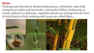 Stem:
Underground rhizome in all perennial grasses, cylindrical, culm with
conspicuous nodes and internodes, internodes hollow, herbaceous or
woody, glabrous or glaucous, vegetative shoots are arising from the base
of aerial stem or from underground stems are called tillers.
 