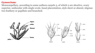 Gynoecium:
Monocarpellary, according to some authors carpels 3, of which 2 are abortive, ovary
superior, unilocular with single ovule, basal placentation, style short or absent; stigmas
two feathery or papillate and branched.
 