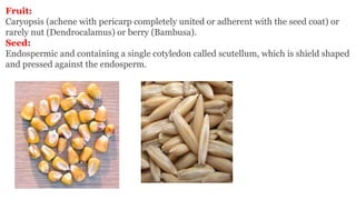 Fruit:
Caryopsis (achene with pericarp completely united or adherent with the seed coat) or
rarely nut (Dendrocalamus) or berry (Bambusa).
Seed:
Endospermic and containing a single cotyledon called scutellum, which is shield shaped
and pressed against the endosperm.
 