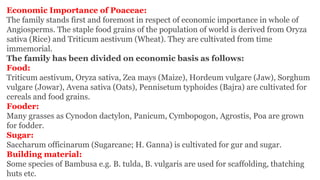 Economic Importance of Poaceae:
The family stands first and foremost in respect of economic importance in whole of
Angiosperms. The staple food grains of the population of world is derived from Oryza
sativa (Rice) and Triticum aestivum (Wheat). They are cultivated from time
immemorial.
The family has been divided on economic basis as follows:
Food:
Triticum aestivum, Oryza sativa, Zea mays (Maize), Hordeum vulgare (Jaw), Sorghum
vulgare (Jowar), Avena sativa (Oats), Pennisetum typhoides (Bajra) are cultivated for
cereals and food grains.
Fooder:
Many grasses as Cynodon dactylon, Panicum, Cymbopogon, Agrostis, Poa are grown
for fodder.
Sugar:
Saccharum officinarum (Sugarcane; H. Ganna) is cultivated for gur and sugar.
Building material:
Some species of Bambusa e.g. B. tulda, B. vulgaris are used for scaffolding, thatching
huts etc.
 
