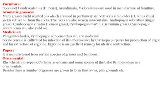 Furniture:
Species of Dendrocalamus (H. Bent), Arundinaria, Melocalamus are used in manufacture of furniture.
Aromatic grasses:
Many grasses yield scented oils which are used in perfumery viz. Vetiveria zizanioides (H. Khus khus)
yields vetiver oil from the roots. The roots are also woven into curtains. Andropogon odoratus (Ginger
grass), Cymbopogon citratus (Lemon grass), Cymbopogon martini (Geranium grass), Cymbopogon
jawarancusa etc. also yield oil.
Medicinal:
Phragmites karka, Cymbopogon schoenanthus etc. are medicinal.
Secale cereale is cultivated for infection of its inflorescence by Claviceps purpurea for production of Ergot
and for extraction of ergotine. Ergotine is an excellent remedy for uterine contraction.
Paper:
It is manufactured from certain species of grasses and bamboos.
Ornamental:
Rhynchelytrum repens, Cortaderia selloana and some species of the tribe Bambusoideae are
ornamentals.
Besides these a number of grasses are grown to form fine lawns, play grounds etc.
 