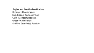 Engler and Prantls classification
Division – Phanerogams
Sub division- Angiospermae
Class- Monocotyledonae
Order – Glumiflorae
Family – Graminae/ Poaceae
 
