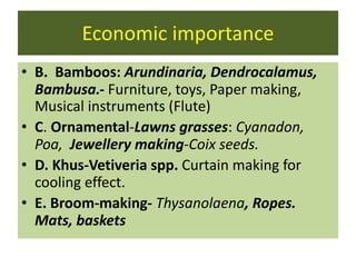 Economic importance
• B. Bamboos: Arundinaria, Dendrocalamus,
Bambusa.- Furniture, toys, Paper making,
Musical instruments (Flute)
• C. Ornamental-Lawns grasses: Cyanadon,
Poa, Jewellery making-Coix seeds.
• D. Khus-Vetiveria spp. Curtain making for
cooling effect.
• E. Broom-making- Thysanolaena, Ropes.
Mats, baskets
 