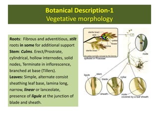 Botanical Description-1
Vegetative morphology
Roots: Fibrous and adventitious, stilt
roots in some for additional support
Stem: Culms. Erect/Prostrate,
cylindrical, hollow internodes, solid
nodes, Terminate in inflorescence,
branched at base (Tillers).
Leaves: Simple, alternate consist
sheathing leaf base, lamina long,
narrow, linear or lanceolate,
presence of ligule at the junction of
blade and sheath.
 