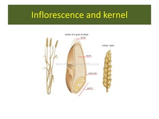 Inflorescence and kernel
 