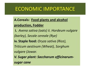 ECONOMIC IMPORTANCE
A.Cereals: Food plants and alcohol
production, Fodder
i. Avena sativa (oats) ii. Hordeum vulgare
(barley), Secale cereale (Rye)
iv. Staple food: Oryza sativa (Rice),
Triticum aestivum (Wheat), Sorghum
vulgare (Jowar.
V. Sugar plant: Saccharum officinarum-
sugar cane
 