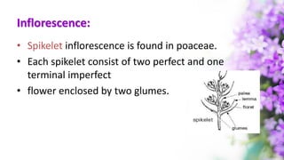 Inflorescence:
• Spikelet inflorescence is found in poaceae.
• Each spikelet consist of two perfect and one
terminal imperfect
• flower enclosed by two glumes.
 