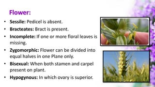 Flower:
• Sessile: Pedicel is absent.
• Bracteates: Bract is present.
• Incomplete: If one or more floral leaves is
missing.
• Zygomorphic: Flower can be divided into
equal halves in one Plane only.
• Bisexual: When both stamen and carpel
present on plant.
• Hypogynous: In which ovary is superior.
 