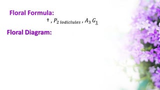 Floral Formula:
Floral Diagram:
 