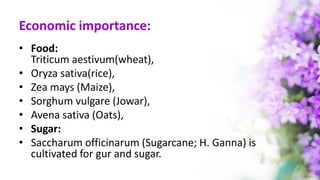 Economic importance:
• Food:
Triticum aestivum(wheat),
• Oryza sativa(rice),
• Zea mays (Maize),
• Sorghum vulgare (Jowar),
• Avena sativa (Oats),
• Sugar:
• Saccharum officinarum (Sugarcane; H. Ganna) is
cultivated for gur and sugar.
 