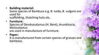 • Building material:
Some species of Bambusa e.g. B. tulda, B. vulgaris are
used for
scaffolding, thatching huts etc.
• Furniture:
Species of Dendrocalamus (H. Bent), Arundinaria,
Melocalamus
are used in manufacture of furniture.
• Paper:
It is manufactured from certain species of grasses and
bamboos.
 