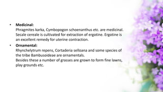 • Medicinal:
Phragmites karka, Cymbopogon schoenanthus etc. are medicinal.
Secale cereale is cultivated for extraction of ergotine. Ergotine is
an excellent remedy for uterine contraction.
• Ornamental:
Rhynchelytrum repens, Cortaderia selloana and some species of
the tribe Bambusoideae are ornamentals.
Besides these a number of grasses are grown to form fine lawns,
play grounds etc.
 