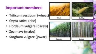 Important members:
• Triticum aestivum (wheat)
• Oryza sativa (rice)
• Hordeum vulgare (barely)
• Zea mays (maize)
• Sorghum vulgare (jowar)
 