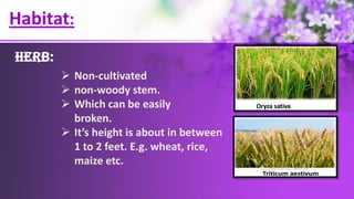 Habitat:
Herb:
 Non-cultivated
 non-woody stem.
 Which can be easily
broken.
 It’s height is about in between
1 to 2 feet. E.g. wheat, rice,
maize etc.
 