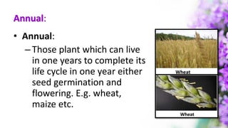 Annual:
• Annual:
–Those plant which can live
in one years to complete its
life cycle in one year either
seed germination and
flowering. E.g. wheat,
maize etc.
 