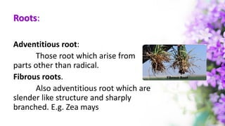 Roots:
Adventitious root:
Those root which arise from
parts other than radical.
Fibrous roots.
Also adventitious root which are
slender like structure and sharply
branched. E.g. Zea mays
 
