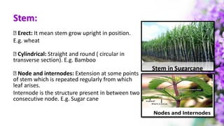 Stem:
Erect: It mean stem grow upright in position.
E.g. wheat
Cylindrical: Straight and round ( circular in
transverse section). E.g. Bamboo
Node and internodes: Extension at some points
of stem which is repeated regularly from which
leaf arises.
Internode is the structure present in between two
consecutive node. E.g. Sugar cane
 