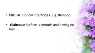 • Fistular: Hollow internodes. E.g. Bamboo
• Glabrous: Surface is smooth and having no
hair.
 