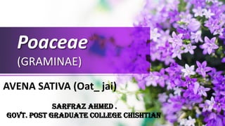 Poaceae
(GRAMINAE)
AVENA SATIVA (Oat_ jai)
Sarfraz Ahmed .
Govt. Post Graduate College Chishtian
 