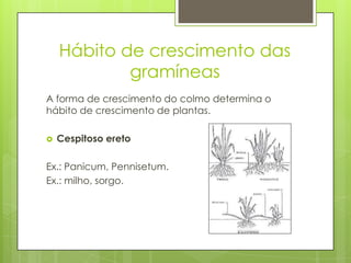 Hábito de crescimento das
gramíneas
A forma de crescimento do colmo determina o
hábito de crescimento de plantas.
 Cespitoso ereto
Ex.: Panicum, Pennisetum.
Ex.: milho, sorgo.
 