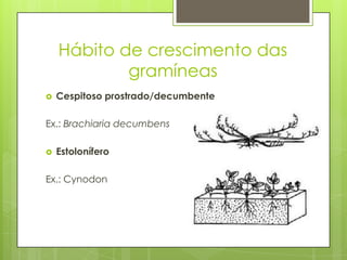  Cespitoso prostrado/decumbente
Ex.: Brachiaria decumbens
 Estolonífero
Ex.: Cynodon
Hábito de crescimento das
gramíneas
 