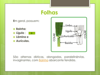 Folhas
Em geral, possuem:
 Bainha;
 Lígula ;
 Lâmina e
 Aurículas.
São alternas dísticas, alongadas, paralelinérvias,
invaginantes, com Baínha abarcante fendida.
 