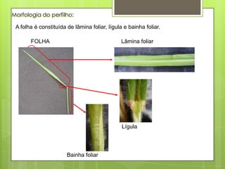Morfologia do perfilho:
A folha é constituída de lâmina foliar, lígula e bainha foliar.
FOLHA Lâmina foliar
Lígula
Bainha foliar
 