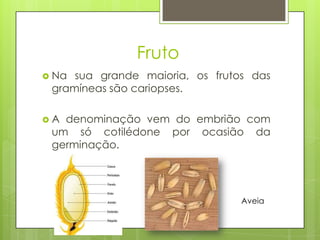 Fruto
 Na sua grande maioria, os frutos das
gramíneas são cariopses.
 A denominação vem do embrião com
um só cotilédone por ocasião da
germinação.
Aveia
 