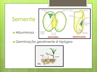 Semente
 Albuminosa
 Germinação geralmente é hipógea
 
