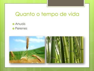 Quanto o tempo de vida
 Anuais
 Perenes
 