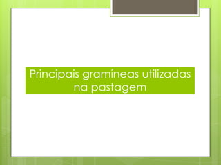 Principais gramíneas utilizadas
na pastagem
 