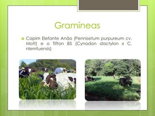 Gramíneas
 Capim Elefante Anão (Pennisetum purpureum cv.
Mott) e o Tifton 85 (Cynodon dactylon x C.
nlemfuensis)
 