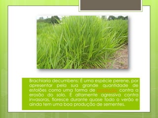  Brachiaria decumbens: É uma espécie perene, por
apresentar pela sua grande quantidade de
estolões como uma forma de proteção contra a
erosão do solo. É altamente agressiva contra
invasoras, floresce durante quase todo o verão e
ainda tem uma boa produção de sementes.
 