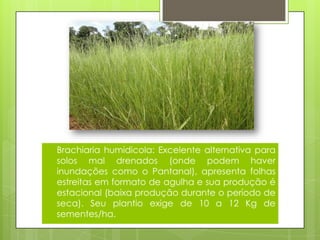  Brachiaria humidicola: Excelente alternativa para
solos mal drenados (onde podem haver
inundações como o Pantanal), apresenta folhas
estreitas em formato de agulha e sua produção é
estacional (baixa produção durante o período de
seca). Seu plantio exige de 10 a 12 Kg de
sementes/ha.
 