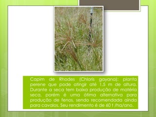 Capim de Rhodes (Chloris gayana): planta
perene que pode atingir até 1,5 m de altura.
Durante a seca tem baixa produção de matéria
seca, porém é uma ótima alternativa para
produção de fenos, sendo recomendada ainda
para cavalos. Seu rendimento é de 60 t /ha/ano.
 