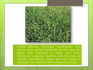  Estrela africana (Cynodon nlemfuensis): esta
planta exige grande fertilidade do solo, que eles
sejam bem drenados e ainda uma baixa
tolerância a geadas. Suporta uma alta taxa de
lotação (animais/ha), desde que seja irrigada e
adubada. Seu plantio é feito através de mudas.
 