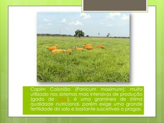  Capim Colonião (Panicum maximum): muito
utilizado nos sistemas mais intensivos de produção
(gado de leite), é uma gramínea de ótima
qualidade nutricional, porém exige uma grande
fertilidade do solo e bastante suscetíveis a pragas.
 