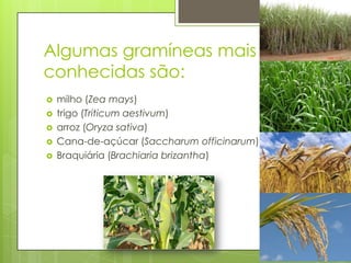 Algumas gramíneas mais
conhecidas são:
 milho (Zea mays)
 trigo (Triticum aestivum)
 arroz (Oryza sativa)
 Cana-de-açúcar (Saccharum officinarum)
 Braquiária (Brachiaria brizantha)
 